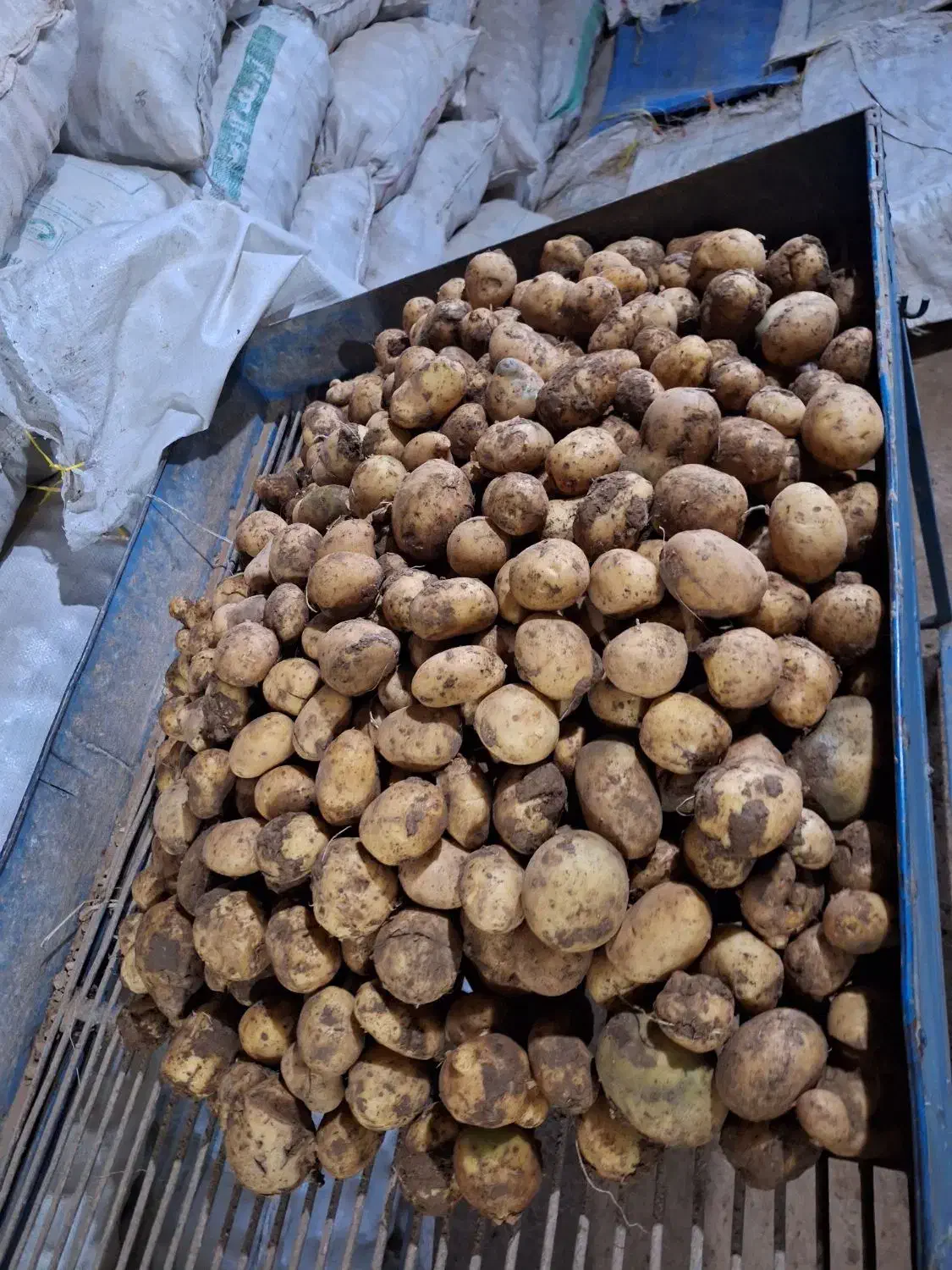 فروش بذرسیب زمینی|گل و گیاه طبیعی|اردبیل, |دیوار