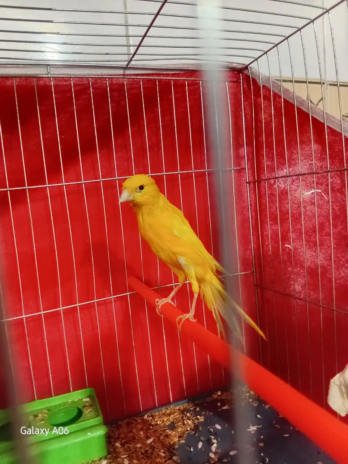 قناری رسمی بلند نر|پرنده|شاهرود, |دیوار