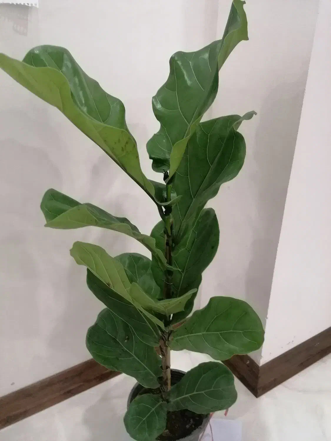 فیکوس لیراتا|گل و گیاه طبیعی|ارومیه, |دیوار