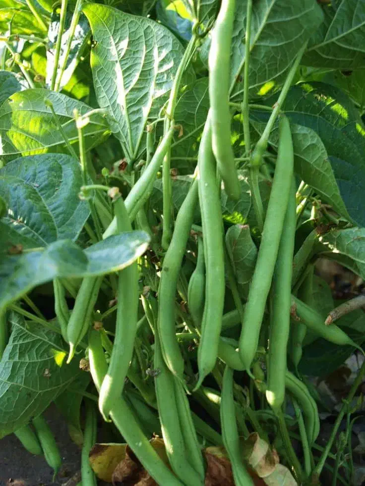 سبزی محلی برای قورمه وکوکویی موجود|خوردنی و آشامیدنی|رشت, حومه رشت|دیوار