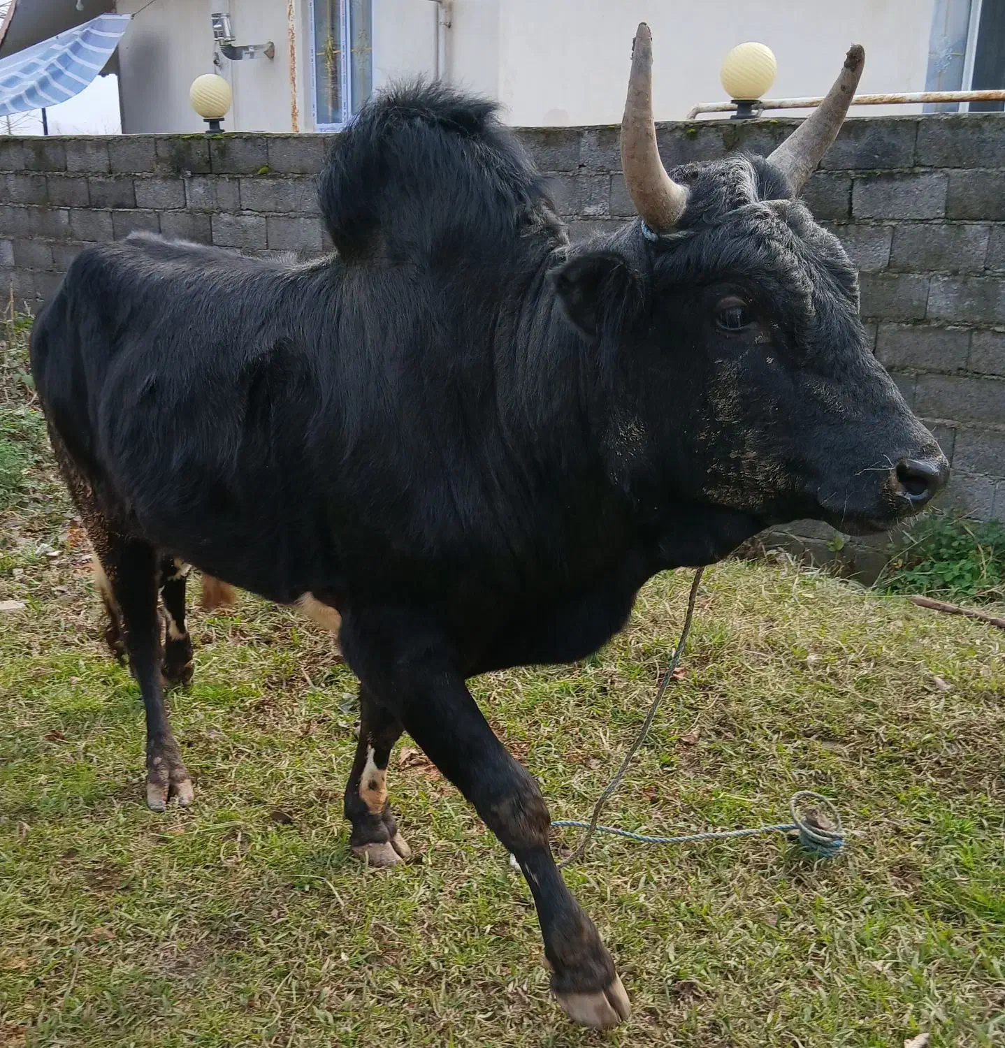 ورزاعروسک|حیوانات مزرعه|سنگر, |دیوار