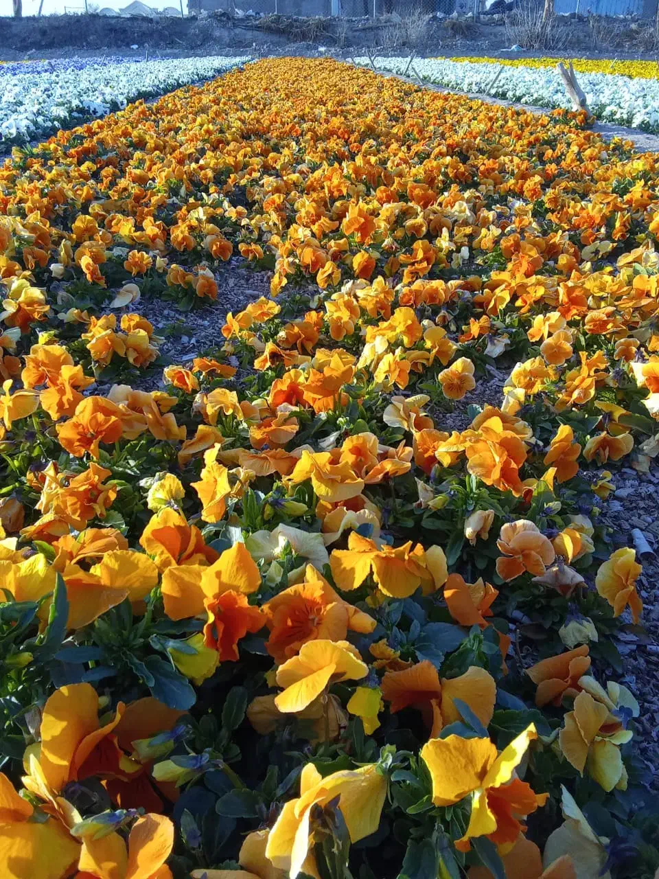 بنفشه F1|گل و گیاه طبیعی|پاکدشت, پاکدشت (مامازند)|دیوار