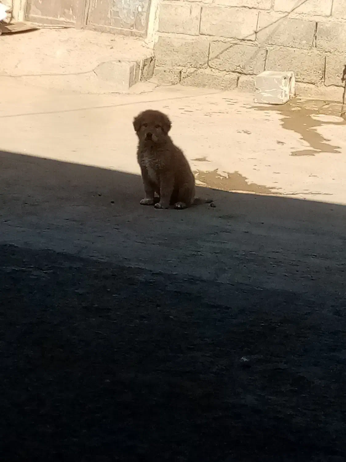 واگذاری توله|سگ|تربت جام, جلگه موسی آباد|دیوار