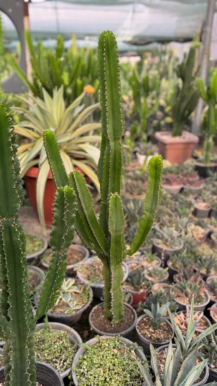 کاکتوس و افوربیا|گل و گیاه طبیعی|کاروان, |دیوار