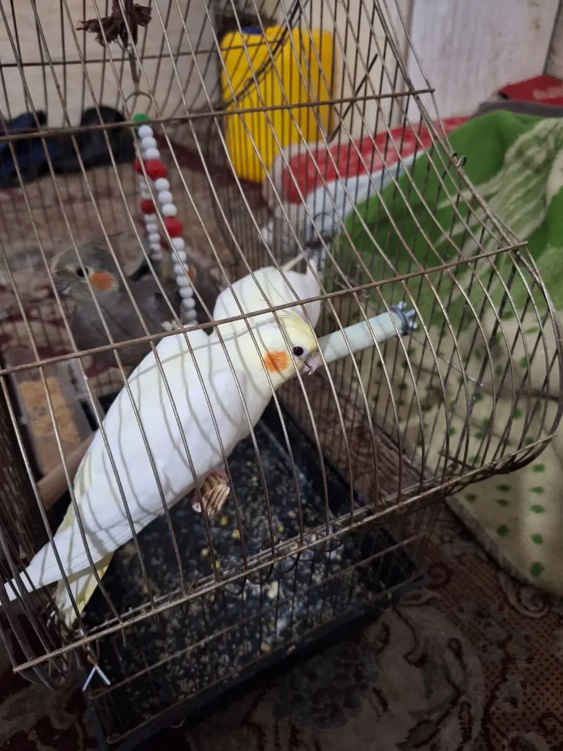 فروش عروس پاریس|پرنده|اهواز, شهرک رزمندگان|دیوار