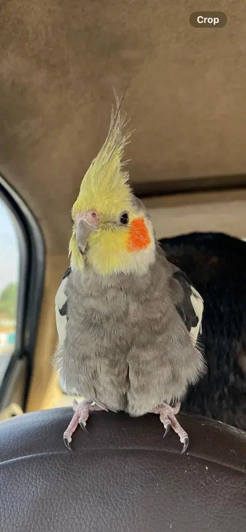 عروس هلندی گمشده|حیوانات|اندیمشک, |دیوار