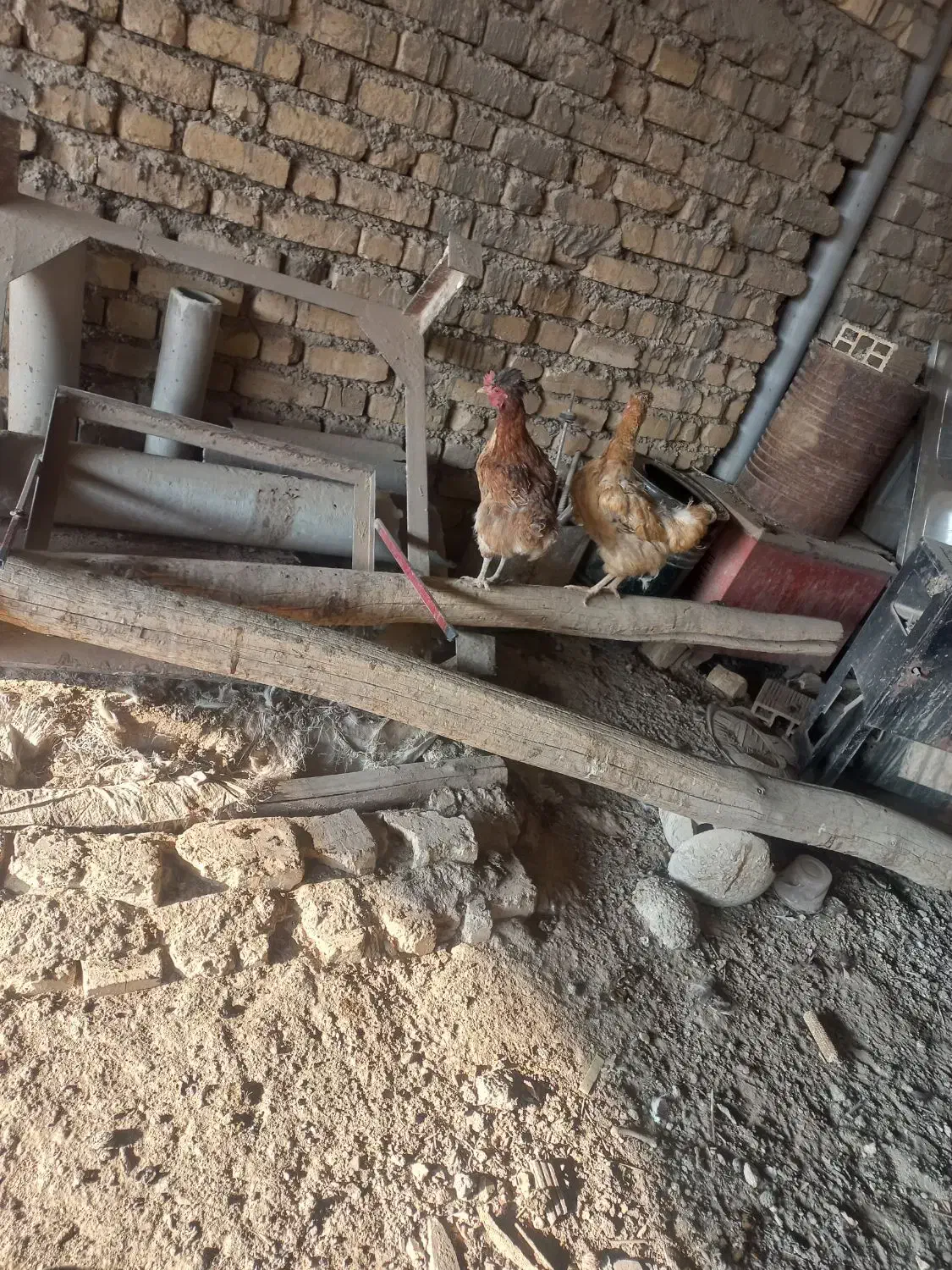 مرغ و خروس|حیوانات مزرعه|اصفهان, راران|دیوار