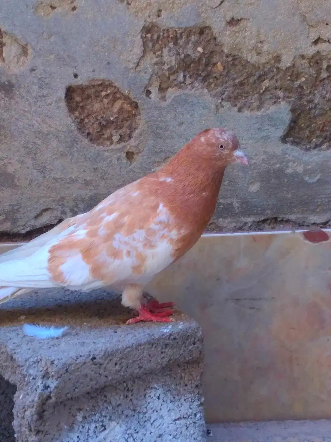 نر کله زردبپر ورشور|پرنده|کرمان, |دیوار