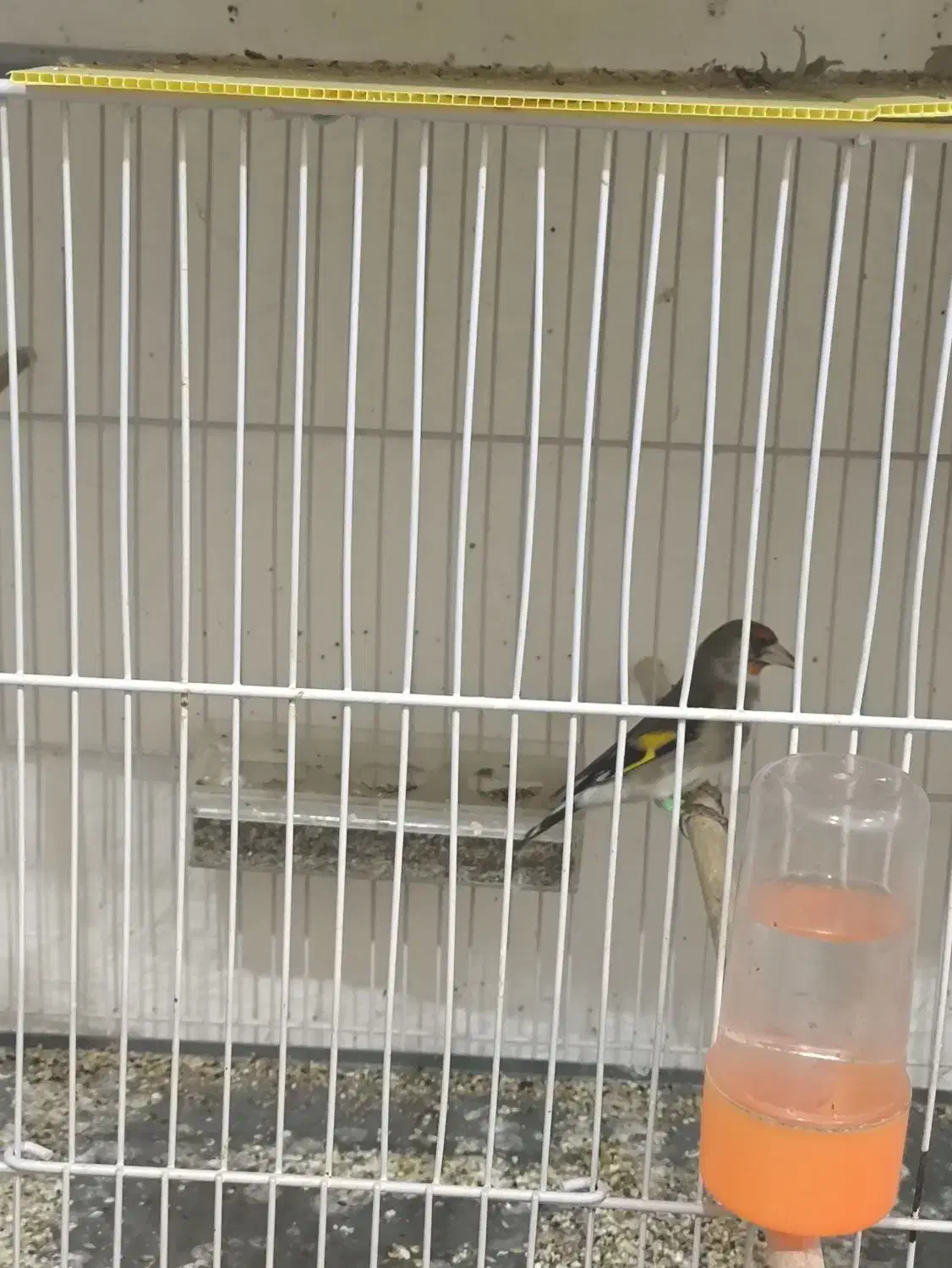 سهره نر بخون.فنچ|پرنده|قائن, |دیوار