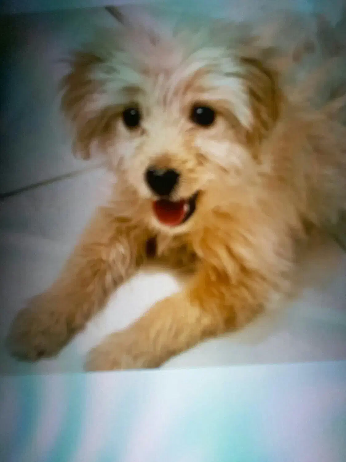 سگ عروسکی سایز ریز|سگ|کرمان, |دیوار