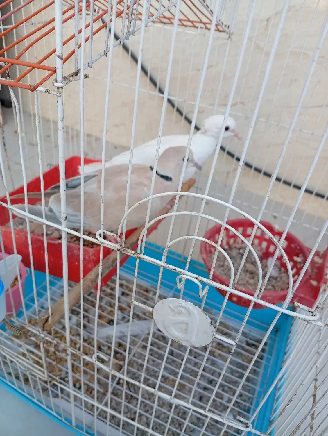 کبوتر|پرنده|برازجان, |دیوار