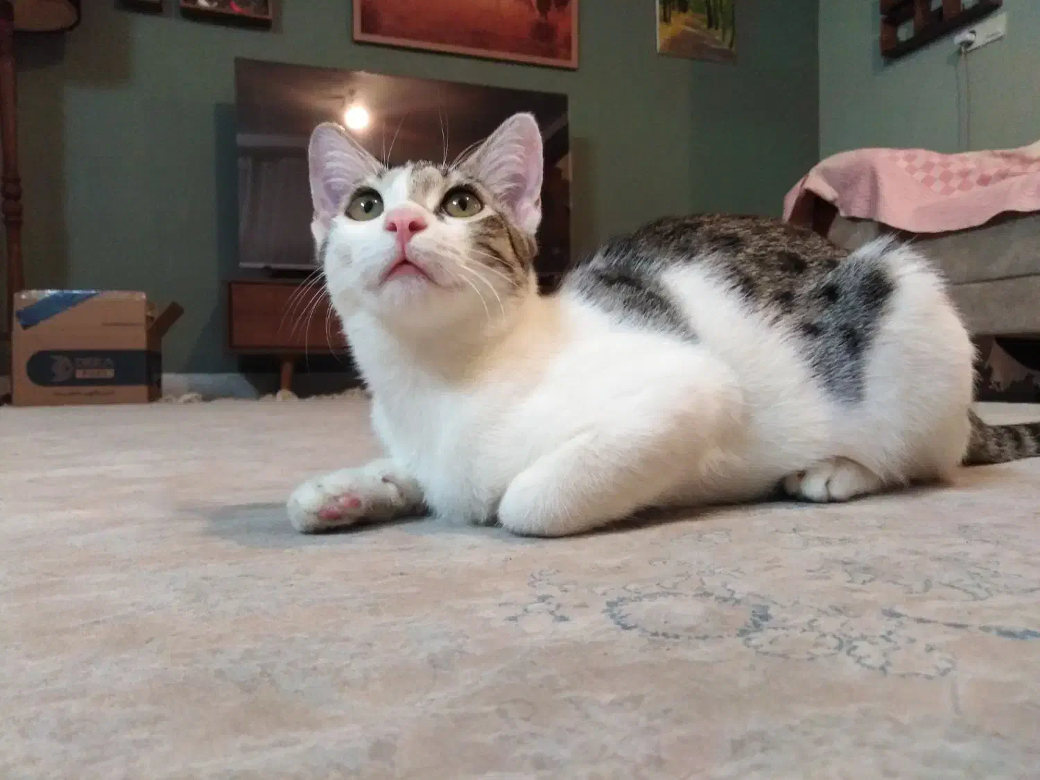 واگزاری گربه ماده شش ماهه عقیم و انگل تراپی شده|گربه|ساری, |دیوار