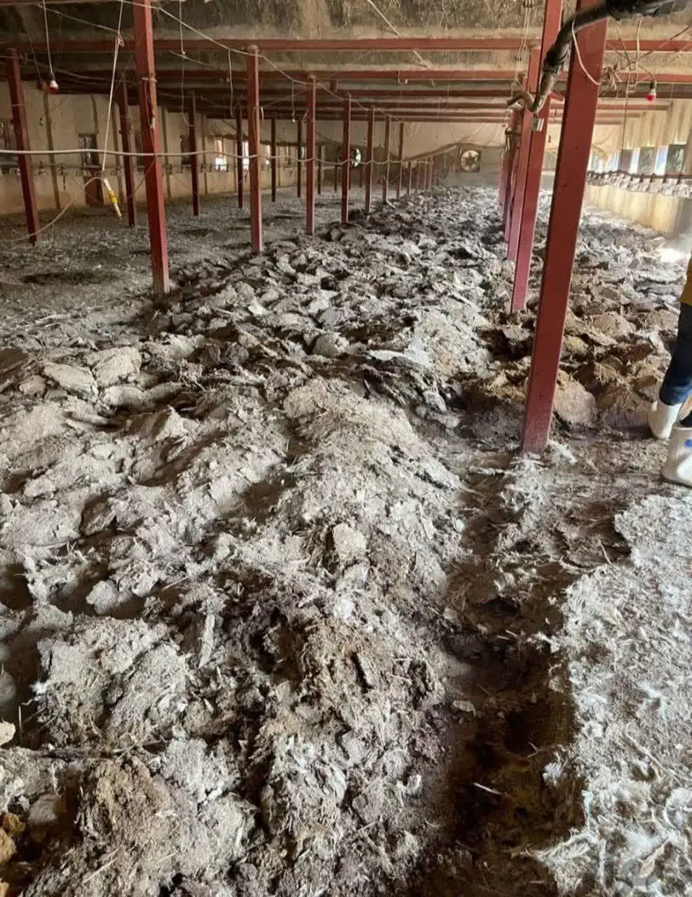 کود مرغی گوشتی|خدمات باغبانی و درختکاری|چابهار, |دیوار