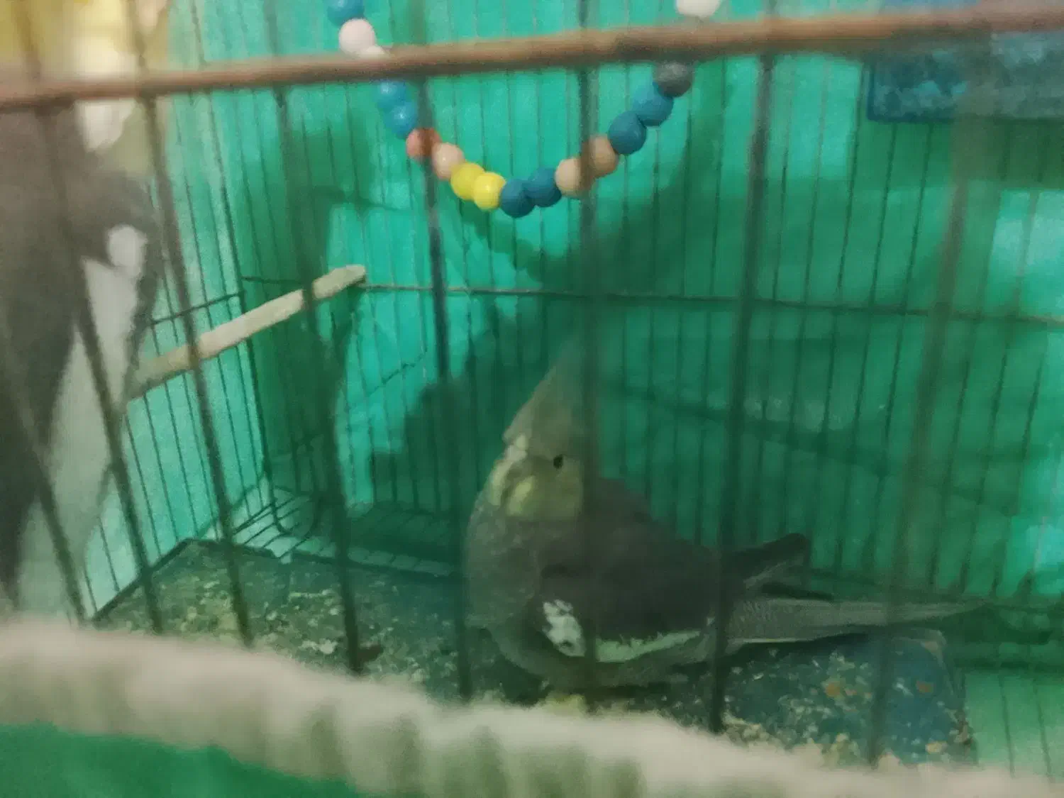 عروس هلندی|پرنده|سردرود, |دیوار