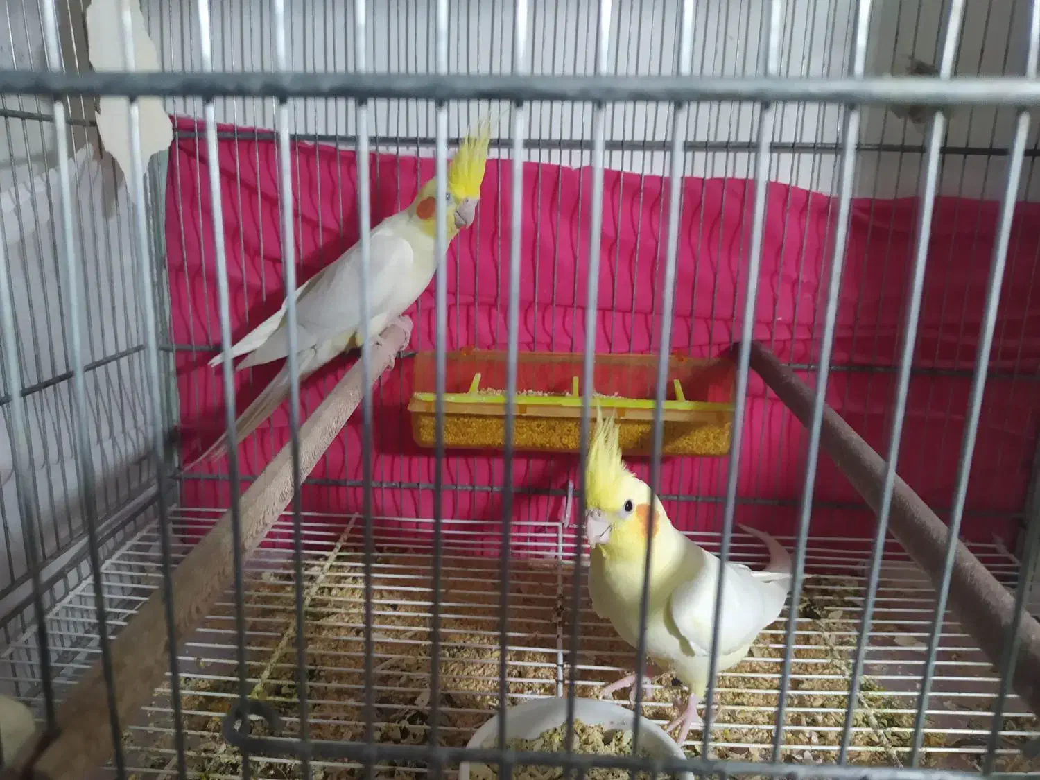 یک جفت عروس لوتینو همراه ۴جوجه|پرنده|مشهد, شهید آوینی|دیوار