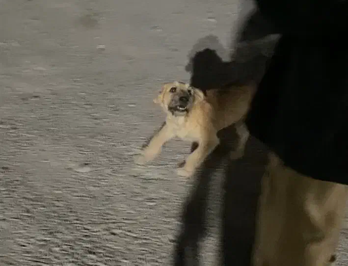 سگ گمشده|حیوانات|فردیس, شهرک ناز|دیوار