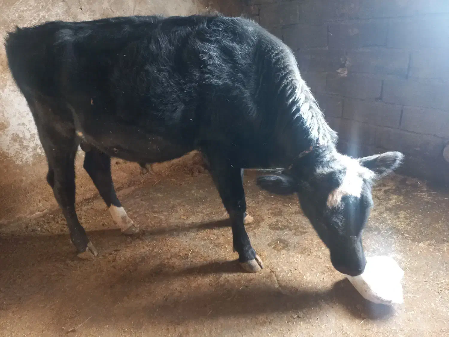 گاو نر|حیوانات مزرعه|فیروزآباد (لرستان), |دیوار