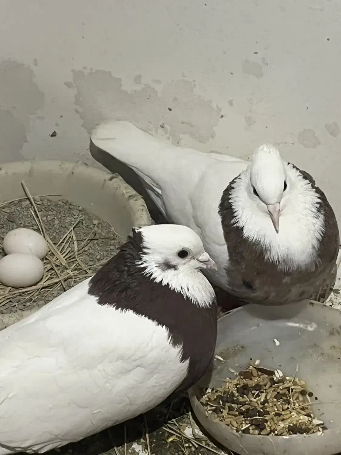 گمشده طوقی|حیوانات|نظرآباد, صالح آباد|دیوار