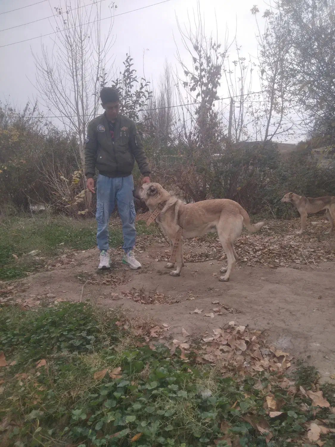 سگ سرابی نر|سگ|انگوت, |دیوار