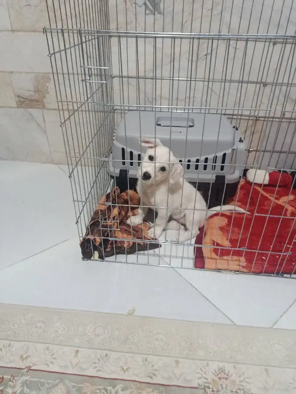 شیتزو ۵ماهه|سگ|قم, باغ شریفی|دیوار