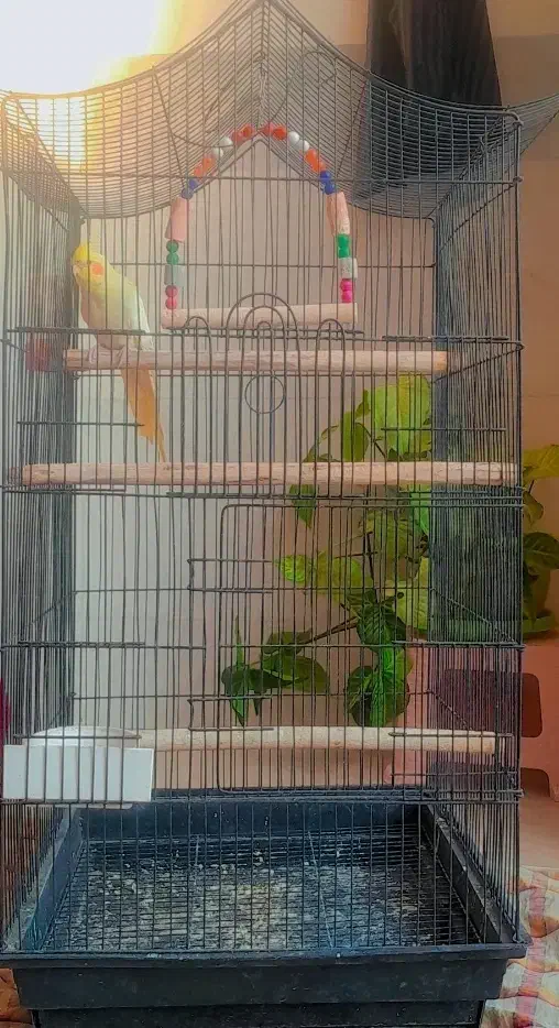 فروش عروس هلندی|پرنده|مبارکه, |دیوار