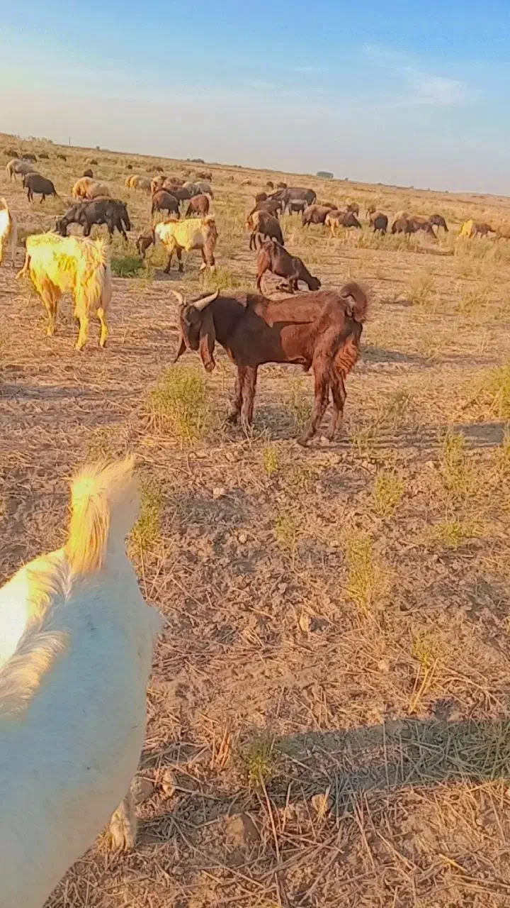 بزغاله|حیوانات مزرعه|انبارآلوم, |دیوار