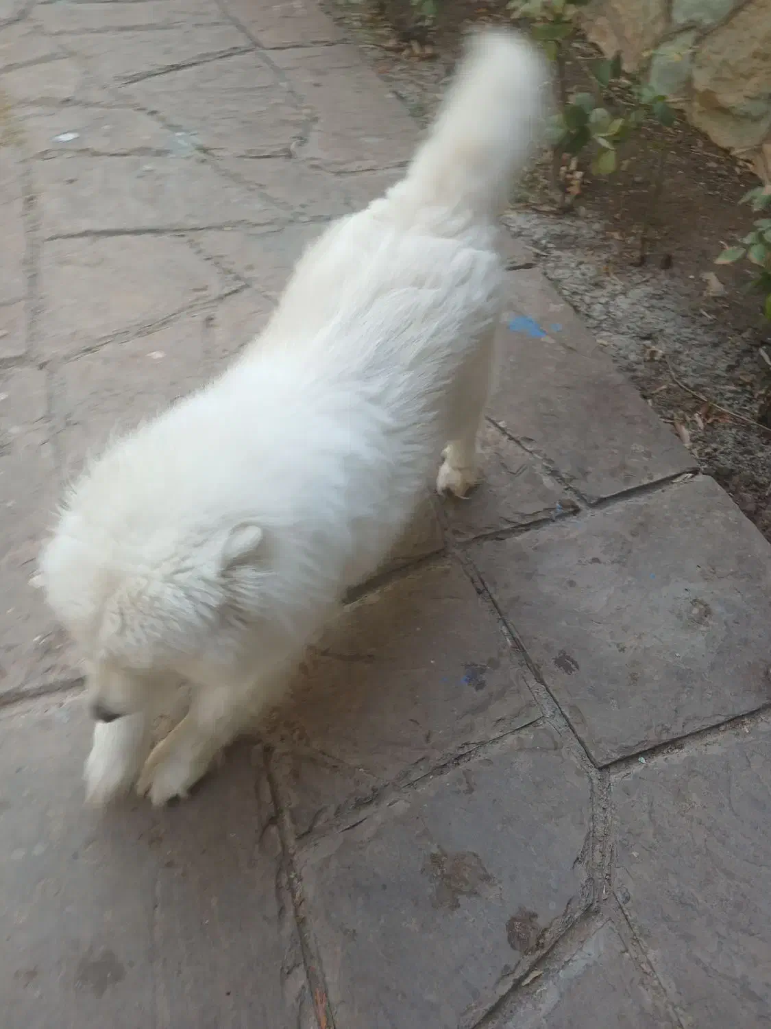 سگ سامویید|سگ|لواسان, |دیوار