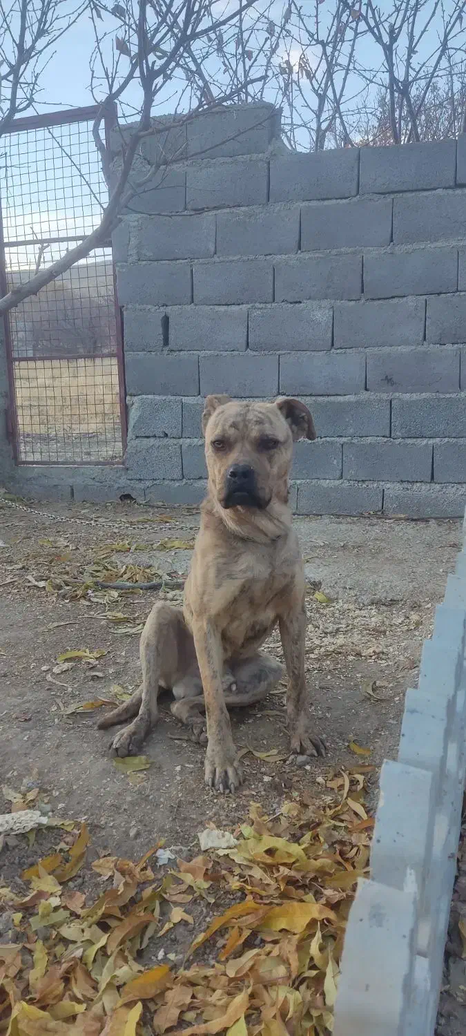 واگذاری سگ پیت پول|سگ|سنندج, |دیوار