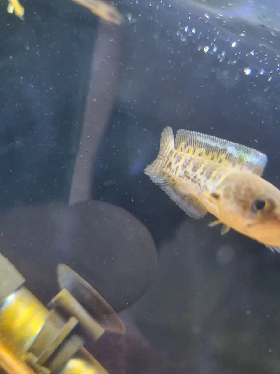 چانا|ماهی|تهران, کیانشهر|دیوار