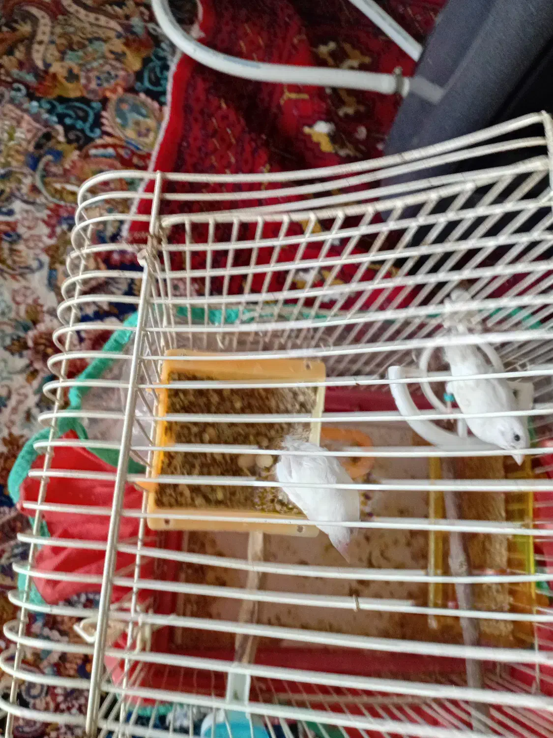 فنچ بنگالی.سهره ماده|پرنده|کرمانشاه, |دیوار