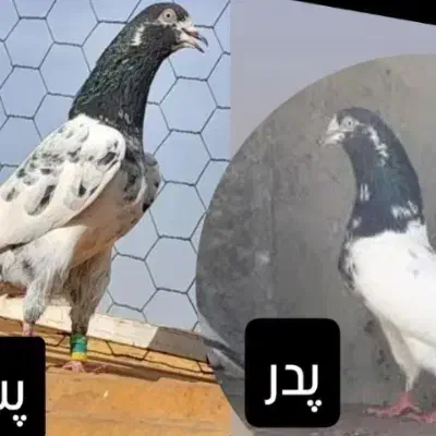 کبوتر کله دم سبز تیدی|پرنده|داران, |دیوار