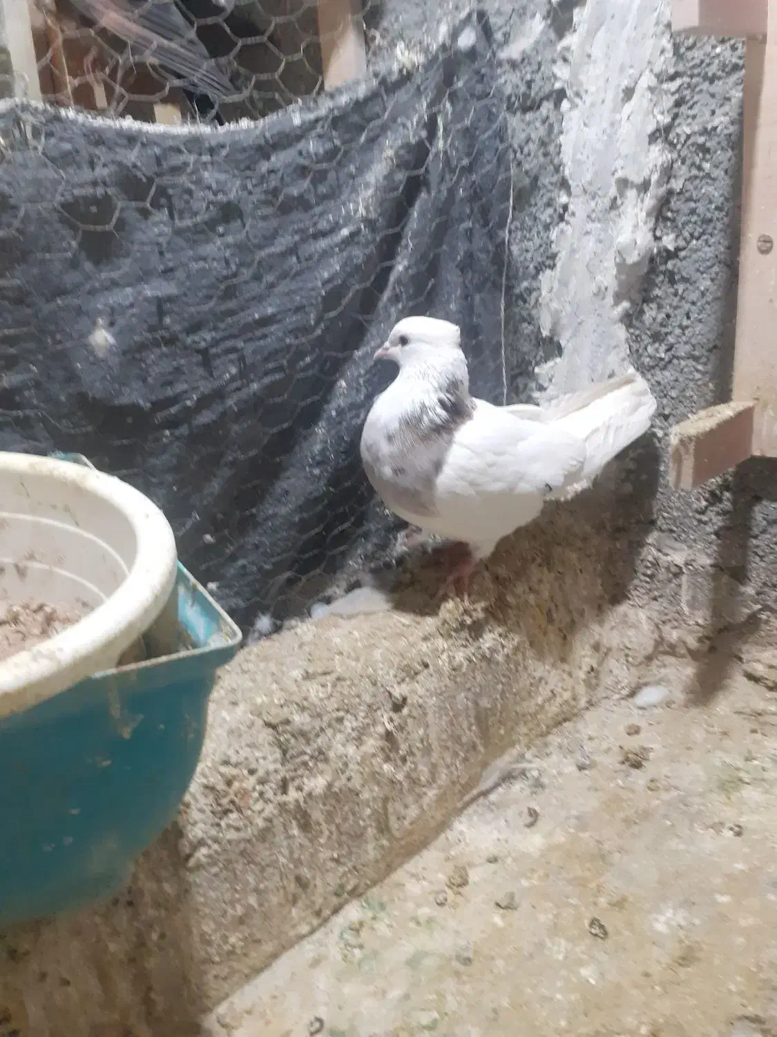 کبوتر طوقی صید|پرنده|بجنورد, |دیوار