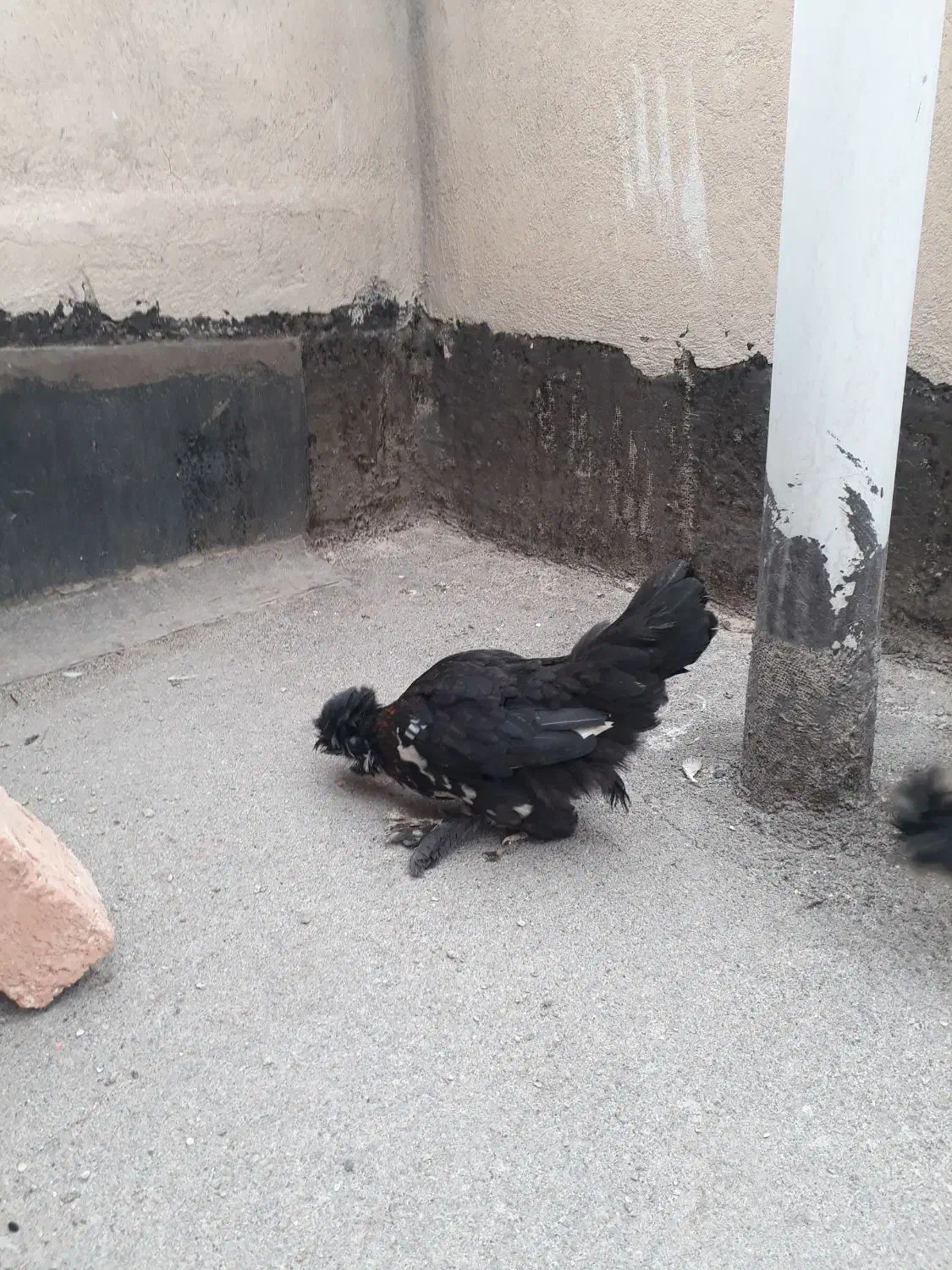 جوجه|حیوانات مزرعه|تهران, طرشت|دیوار