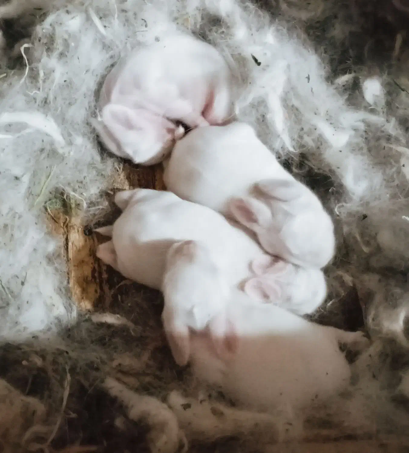 خرگوش سفید چشم شرابی|موش و خرگوش|بروجرد, |دیوار