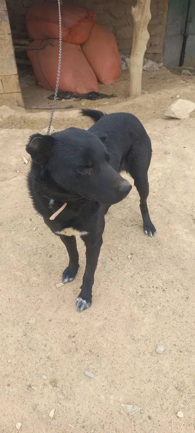 سگ قدرجونی|سگ|خانمیرزا, |دیوار