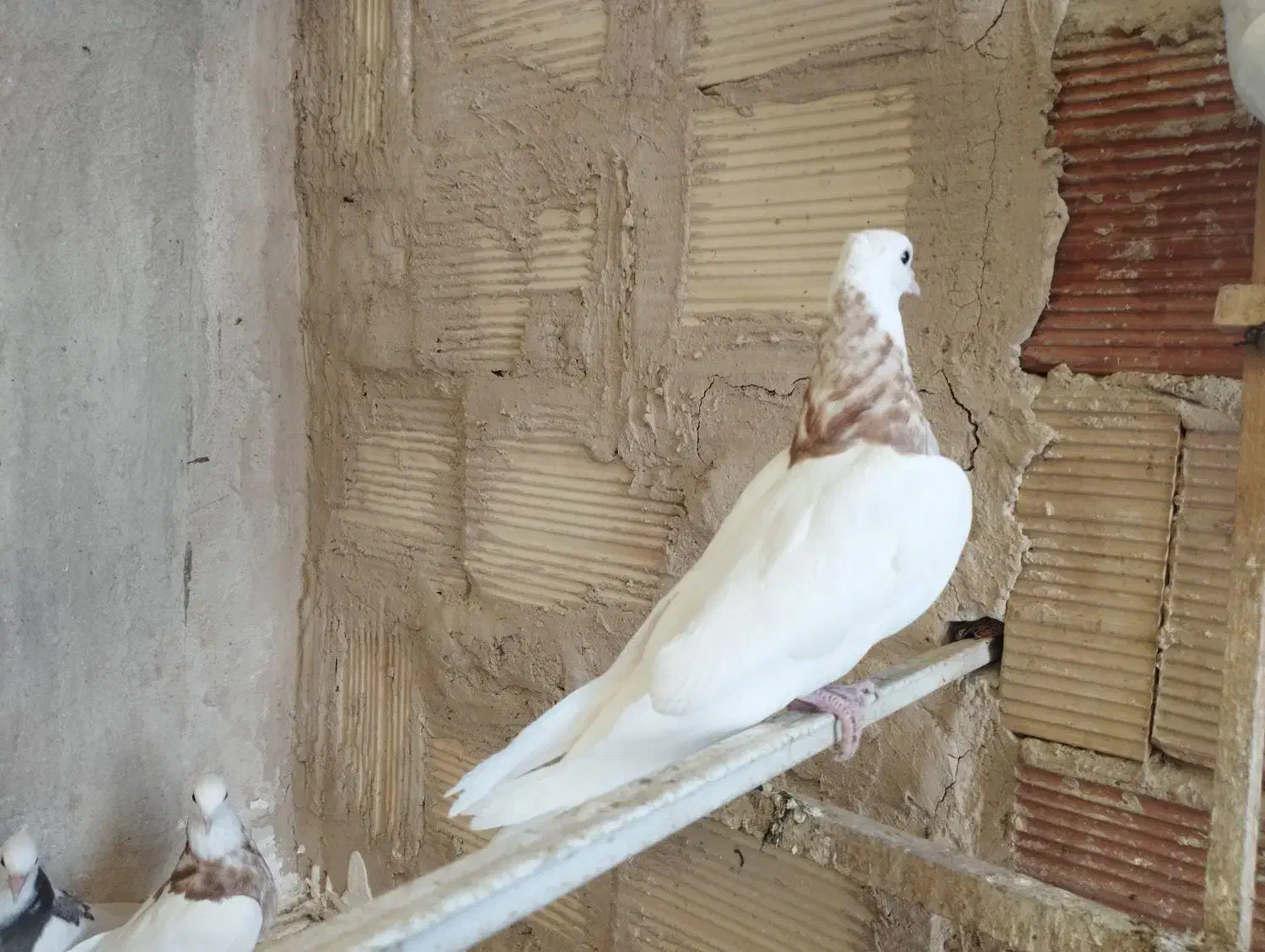 کبوتر طوقی|پرنده|پاکدشت, پاکدشت (مامازند)|دیوار