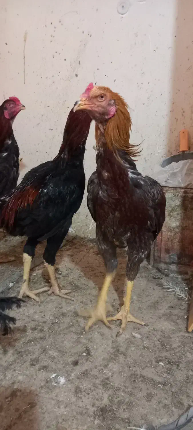 خروس لاری جوان|حیوانات مزرعه|رضویه, |دیوار