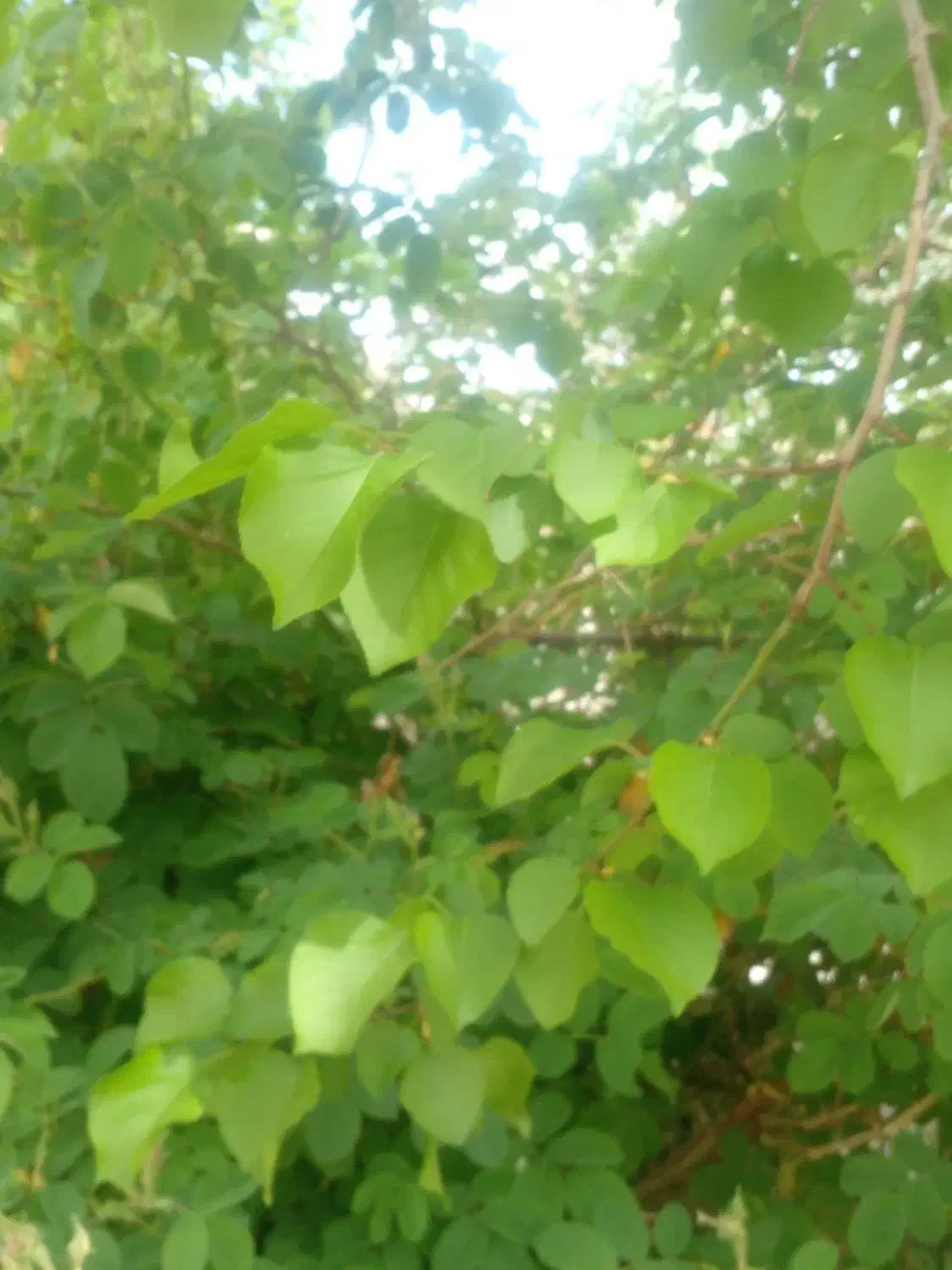 زمین در نعیم اباد|فروش زمین و ملک کلنگی|یزدان شهر, |دیوار