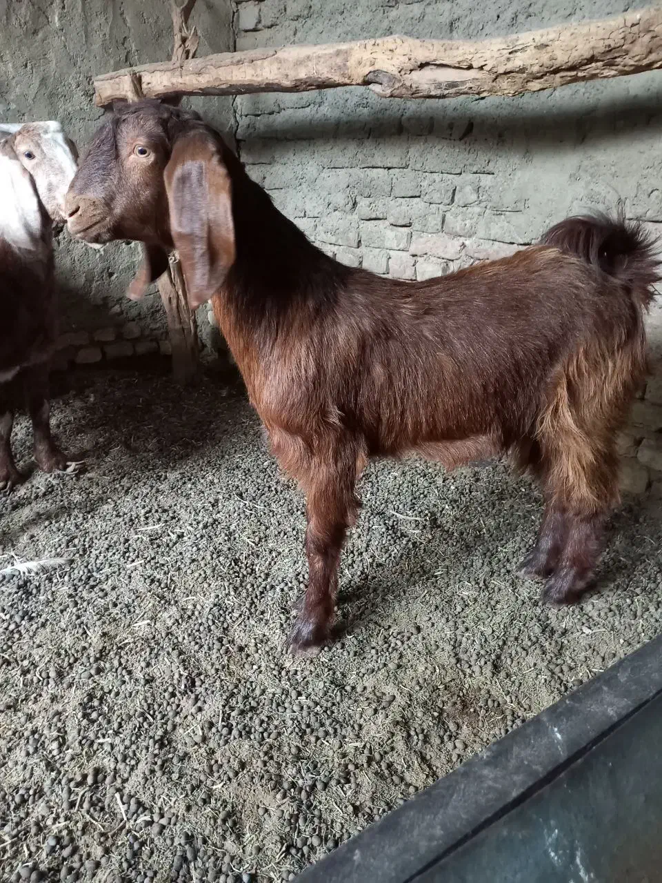 بزغاله ماده نژاد دار|حیوانات مزرعه|هامون, |دیوار