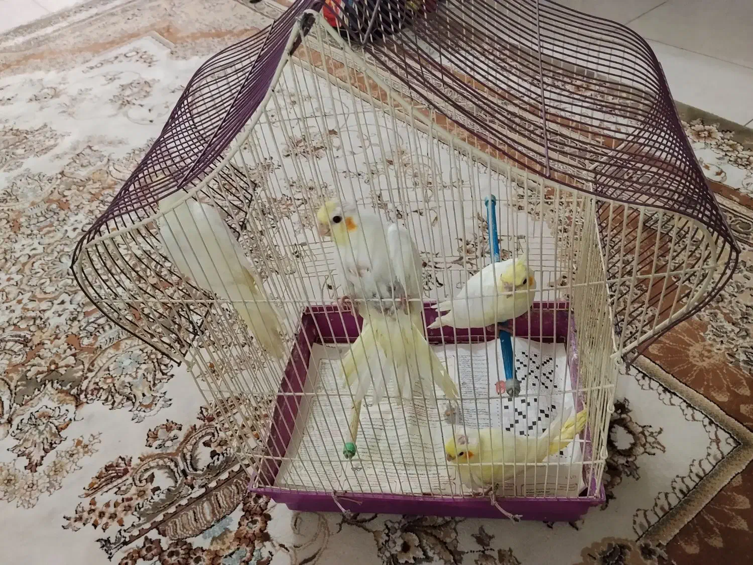 عروس هلندی|پرنده|رشت, پل تالشان|دیوار