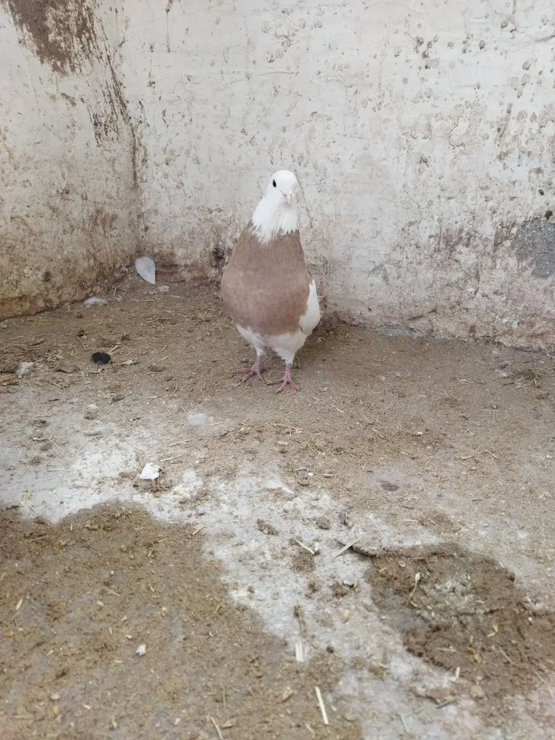 طوقی|پرنده|ویسیان, |دیوار