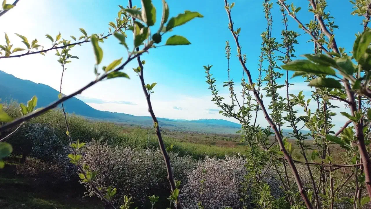 هرس|خدمات باغبانی و درختکاری|بروجرد, |دیوار