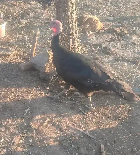 بوقلمون نرمحلی|حیوانات مزرعه|روانسر, |دیوار