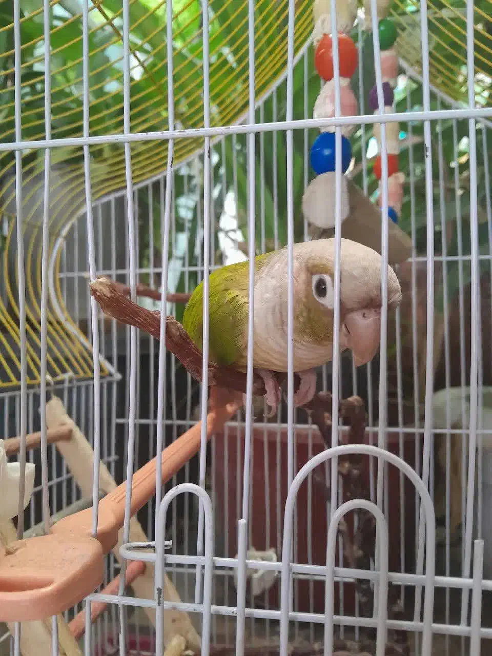 طوطی گیرینچک|پرنده|برخوار, |دیوار