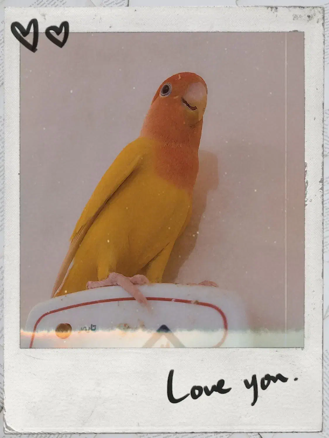 طوطی برزیلی|پرنده|اهواز, کوی صادقیه|دیوار