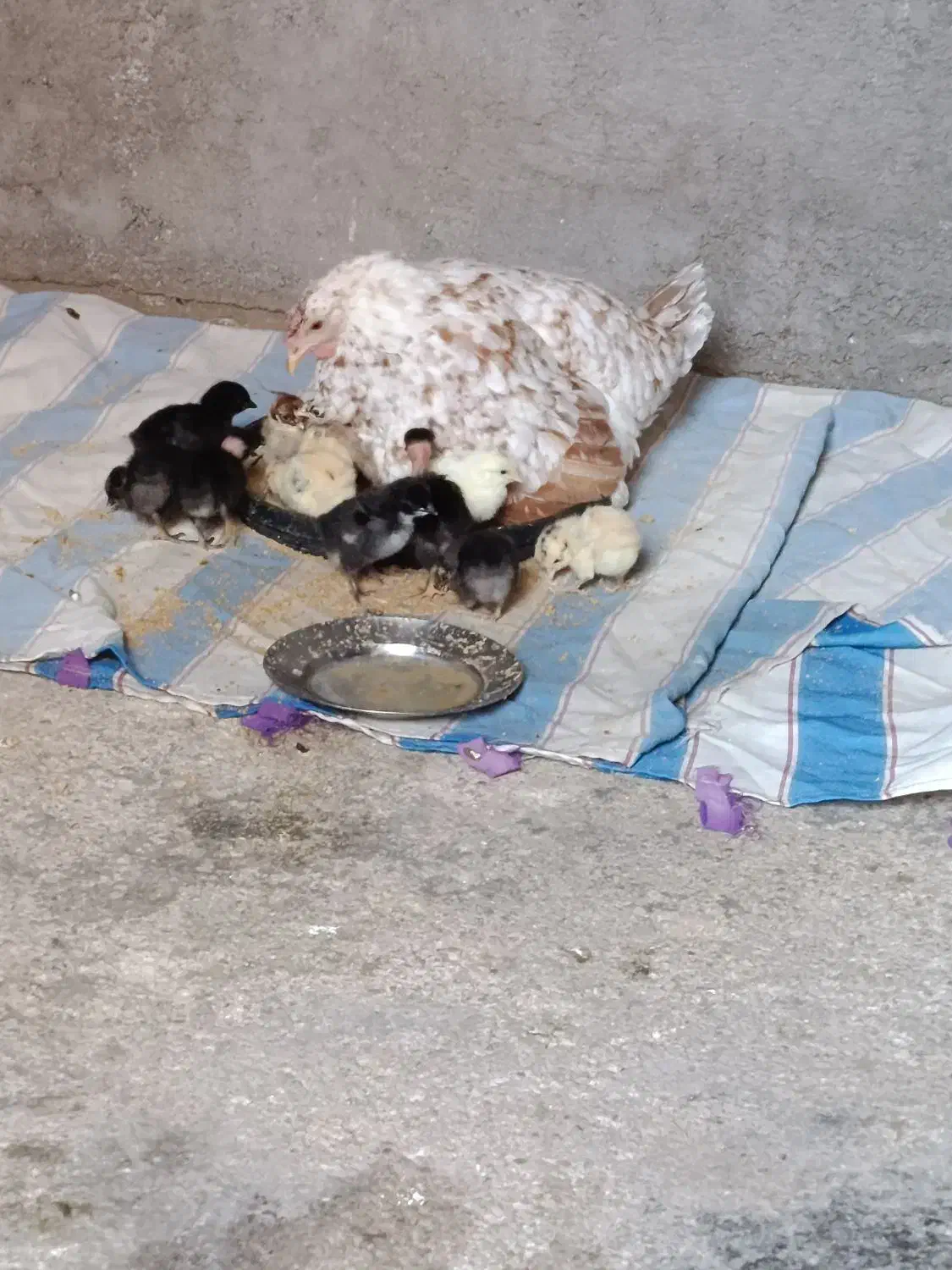 مرغ محلی با جوجه|حیوانات مزرعه|لنده, |دیوار