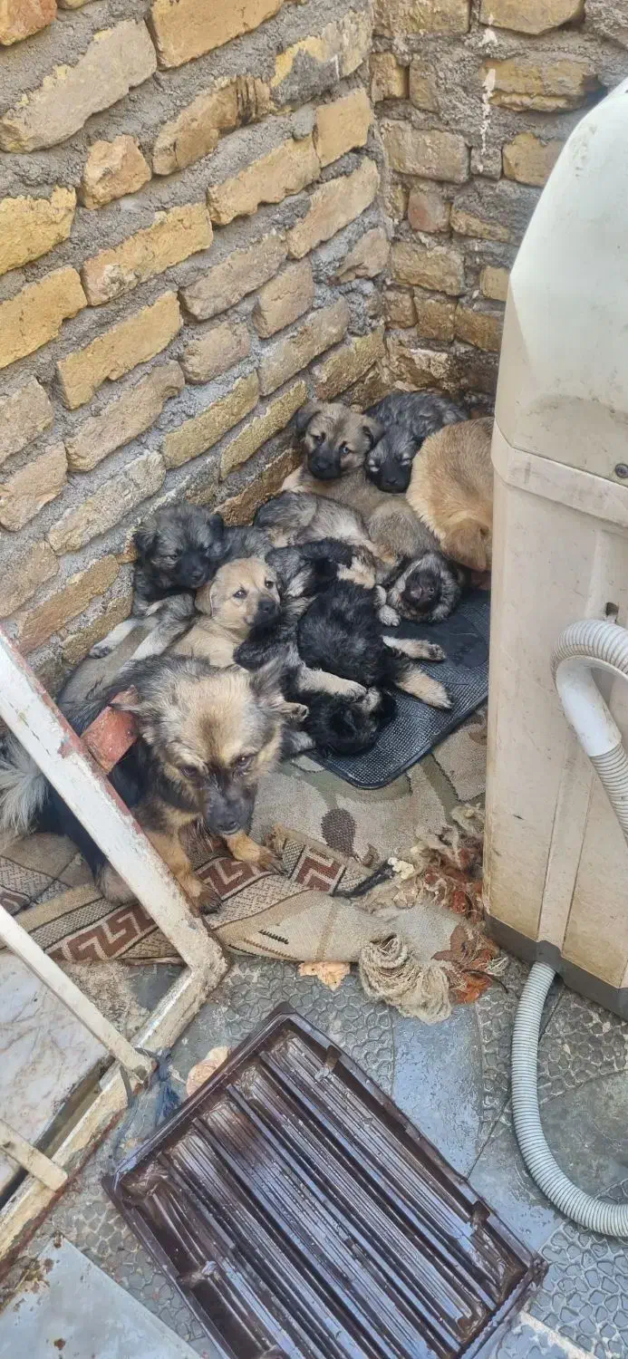 واگزاری سگ آلمانی روسی|سگ|مشهد, نیزه|دیوار