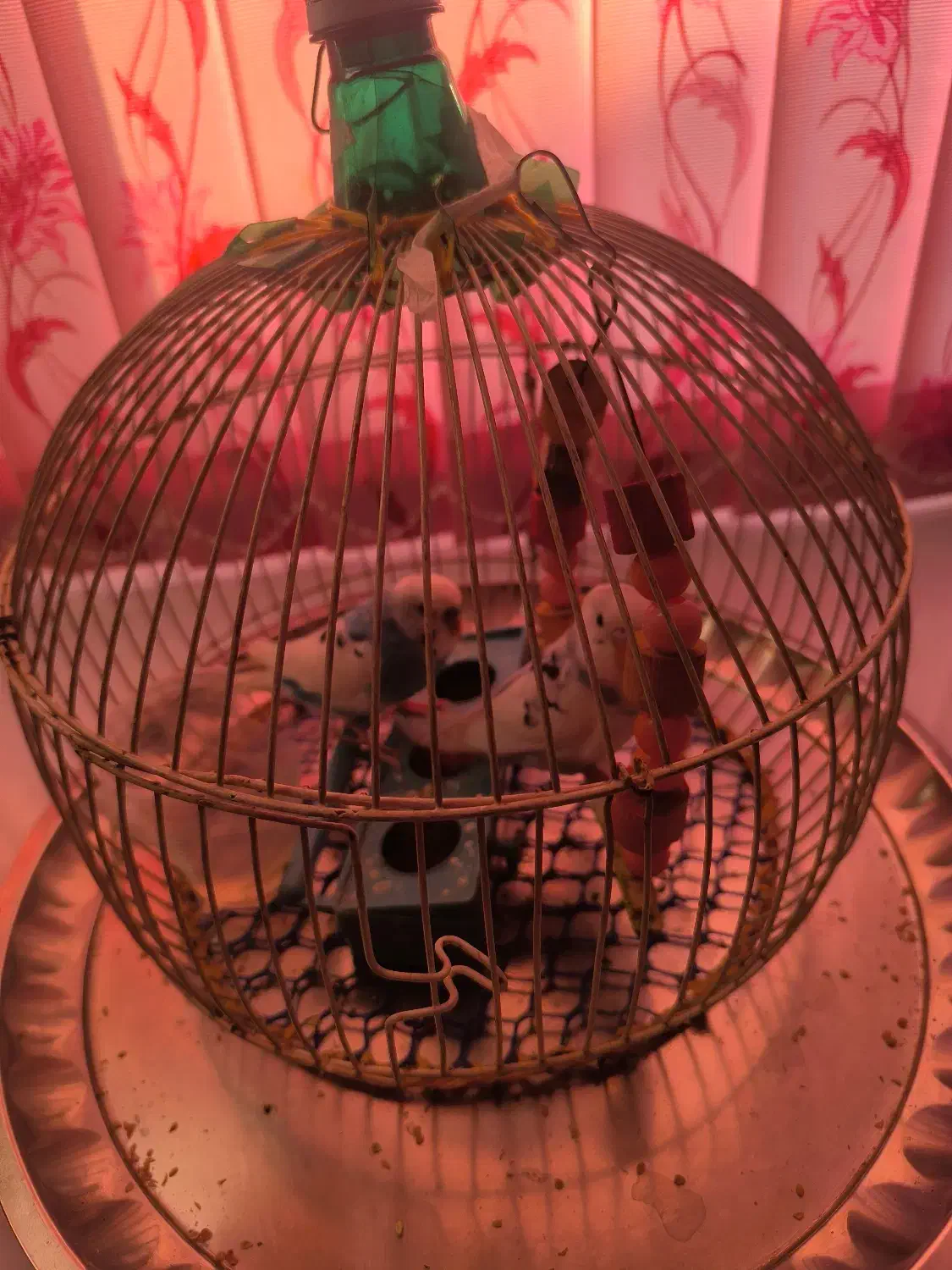 مرغ عشق|پرنده|مشگین شهر, |دیوار