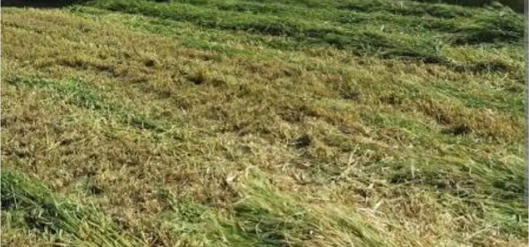 اجاره زمین و آب برای کشاورزی یا دامداری|اجارهٔ دفتر صنعتی، کشاورزی، تجاری|نگار, |دیوار