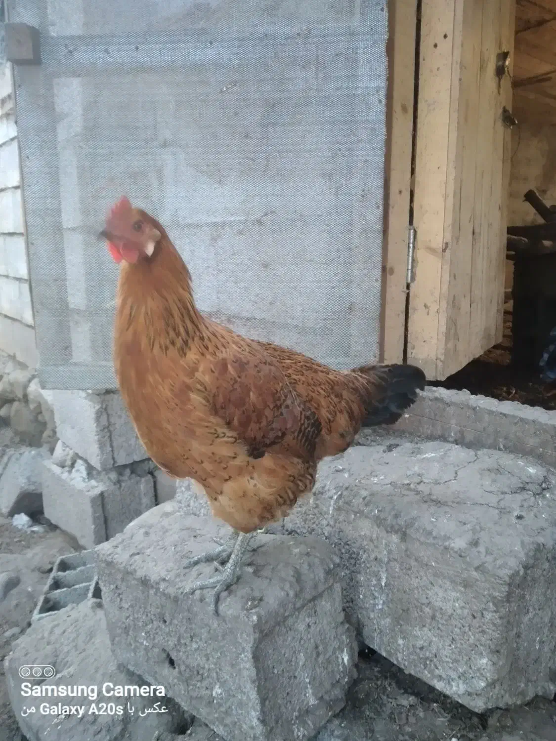 فروش مرغ تازه به تخم اومده|حیوانات مزرعه|کلارآباد, |دیوار